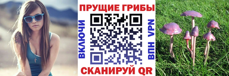 Галлюциногенные грибы Psilocybe  купить   Мураши 
